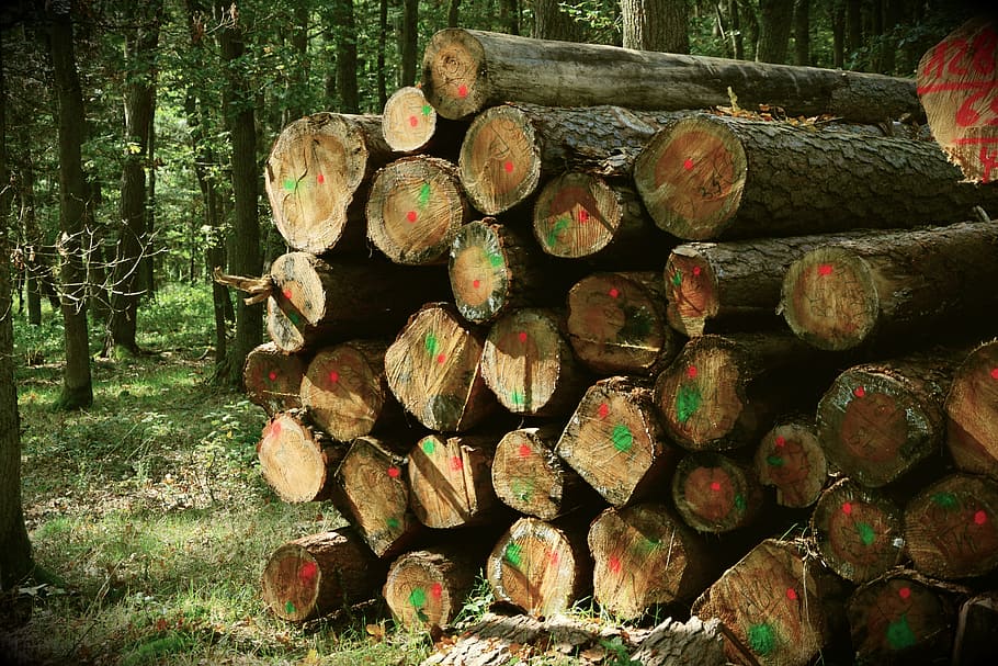 log near trees at daytime, holzstapel, forest, tree trunks HD wallpaper