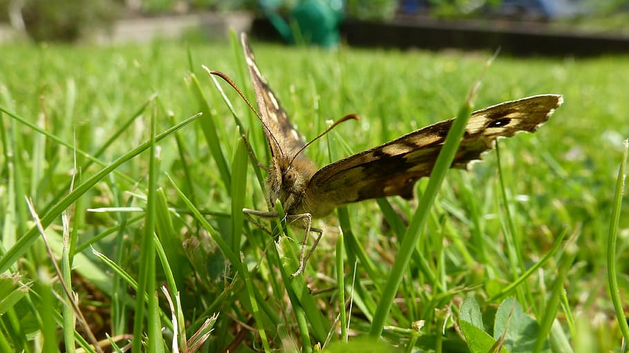 butterfly, creature, insect, grass, wings, wildlife, plant HD wallpaper