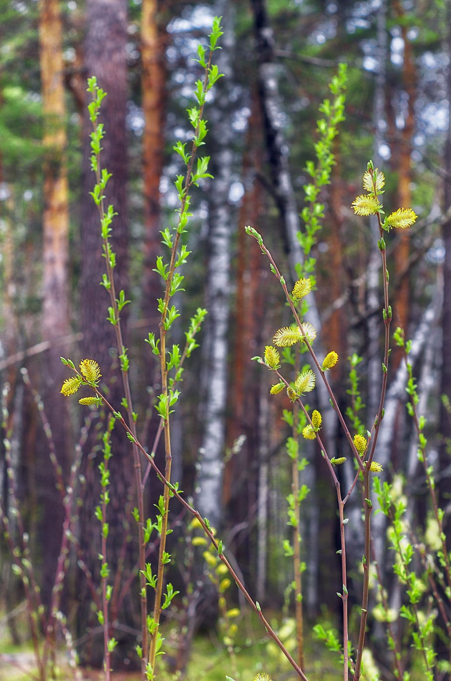 spring, sheet, leaves, nature, tree, green, flowers, green leaves HD wallpaper