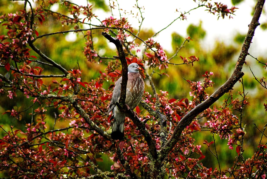 Bird, Pigeon, Tree, Spring, Spring, Rain, nature, animal, branch HD wallpaper