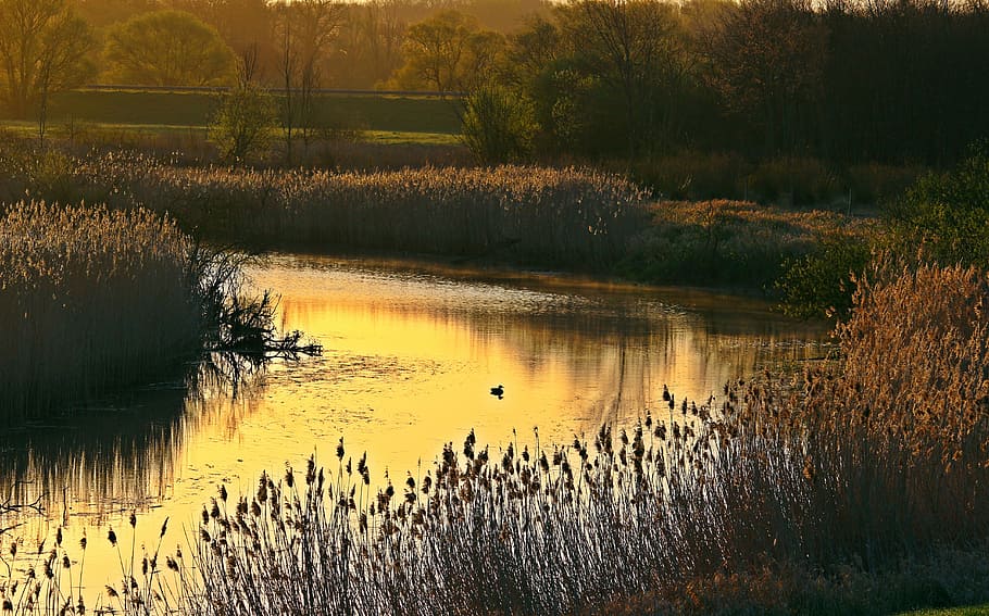 photo of pond surrounded by green gass, river, reed, elbe, river bend HD wallpaper