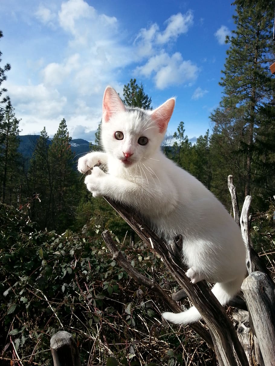 Kitten, Nature, White, Cute, domestic cat, pets, domestic animals HD wallpaper