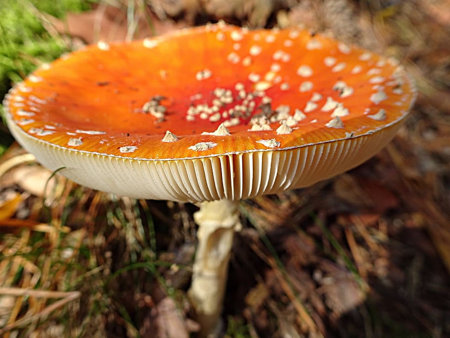 forest, leaves, everything, mushroom, agaric, red, white dots HD wallpaper
