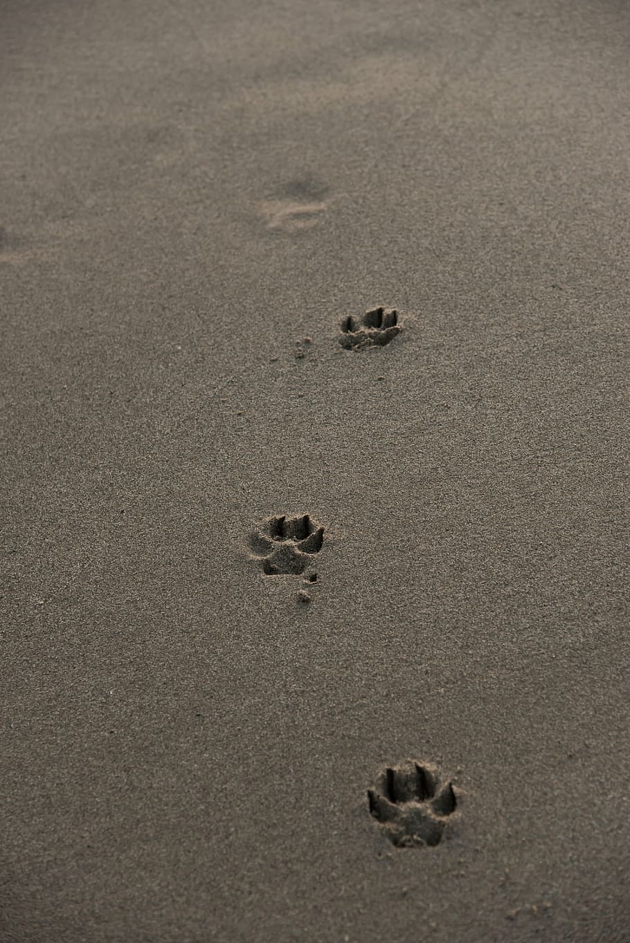 footprints, beach, sand, dog, path, deleted, pins, edge of the sea HD wallpaper