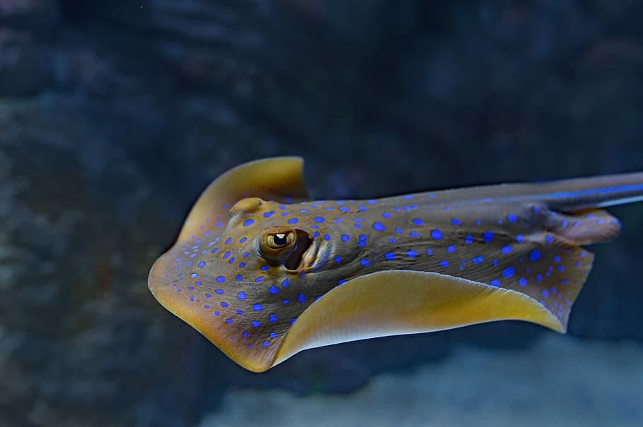 gray and blue sting ray, close view of brown and blue sting ray HD wallpaper