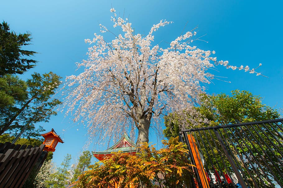low-angle photo of cherry blossom tree beside metal gate under blue sky during daytime