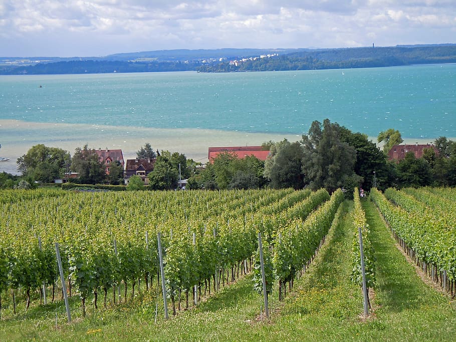 Lake Constance, Vine, Landscape, agriculture, field, farm, scenics HD wallpaper