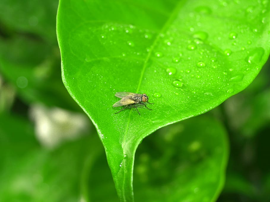 Water, Drops, Leaf, Grass, Green, Dew, rain, closeup, life HD wallpaper