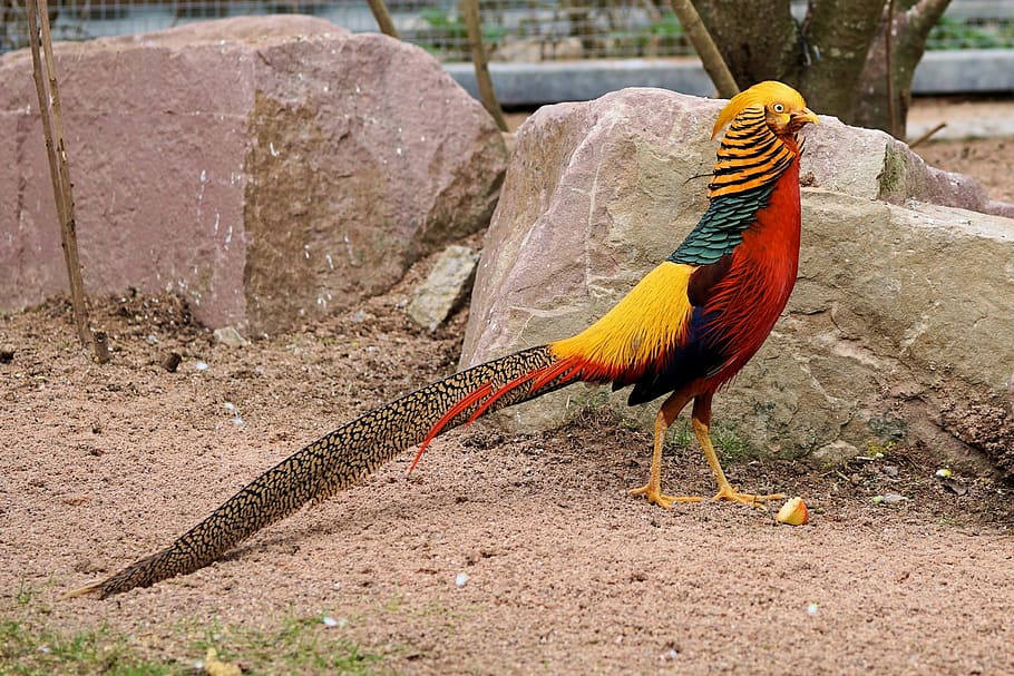 yellow, red, and black bird standing, pheasant, goldfasan, species