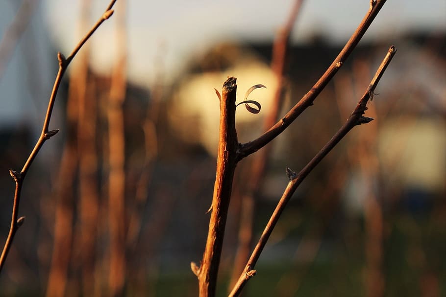 branch, autumn, tree, nature, sun, brown, leaves, plant, light HD wallpaper