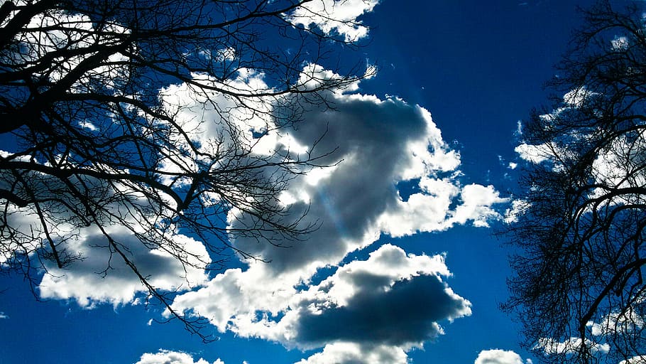 cloud, sun, sky, tree, low angle view, plant, cloud - sky, branch HD wallpaper