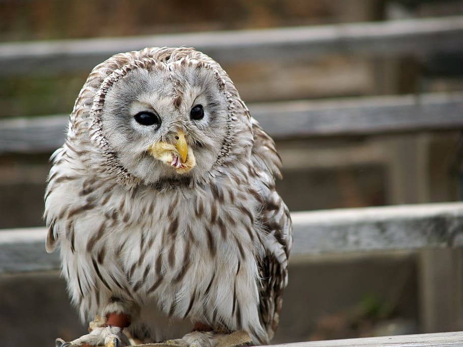 Bird, Predator, Feeding, Night, night bird, one animal, animal themes HD wallpaper