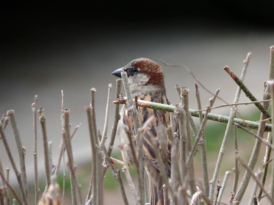 Bird, Small, Wings, Winged, Feathers, head, eye, beak, bill HD wallpaper