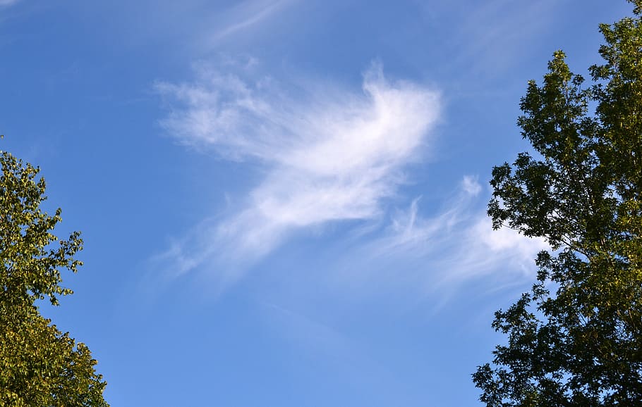 skyscaping, cloud, pattern, tree, low angle view, plant, blue HD wallpaper