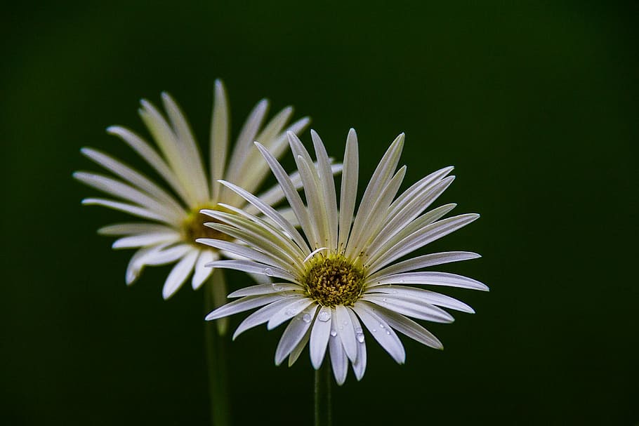photo of white flowers, macro photography of two white daisy flowers HD wallpaper