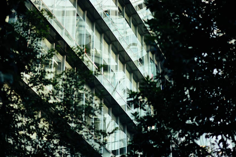 silhouette of trees near concrete building, green leafed trees HD wallpaper