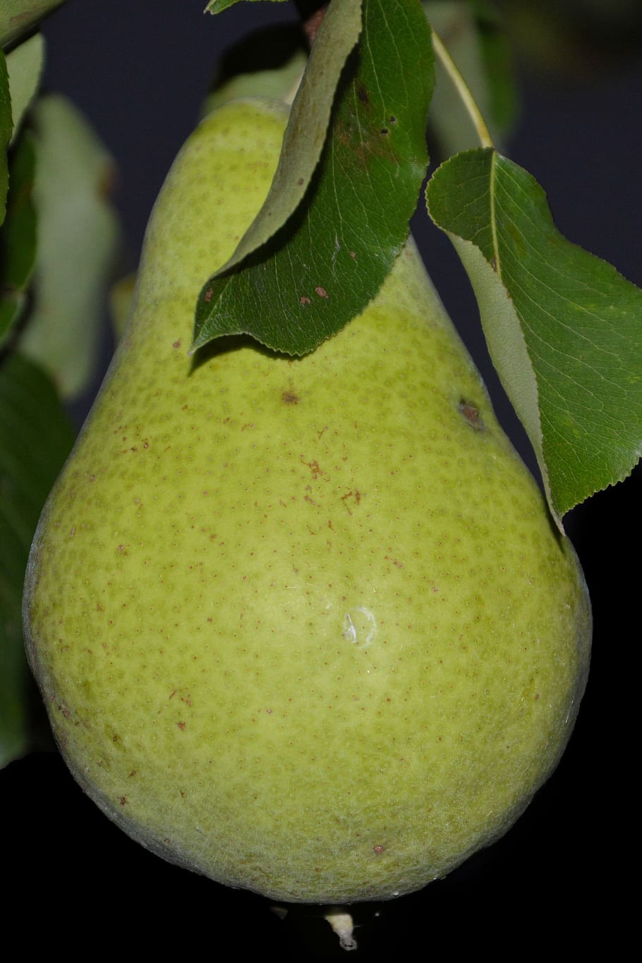 pear, leaves, fruit, ripe, green, healthy eating, food, food and drink HD wallpaper