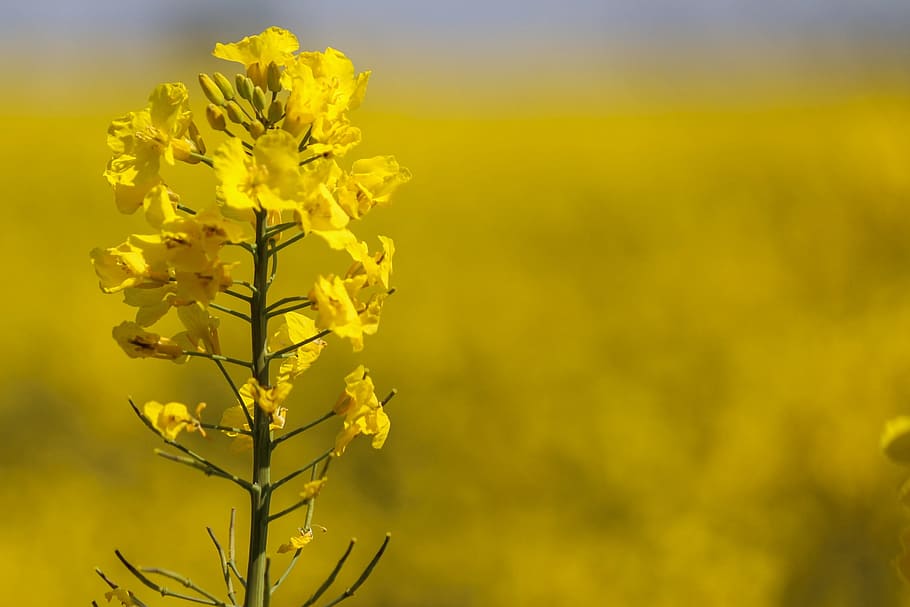 Rapeseed, Yellow, Flower, Fields, Spring, yellow flower, nature HD wallpaper