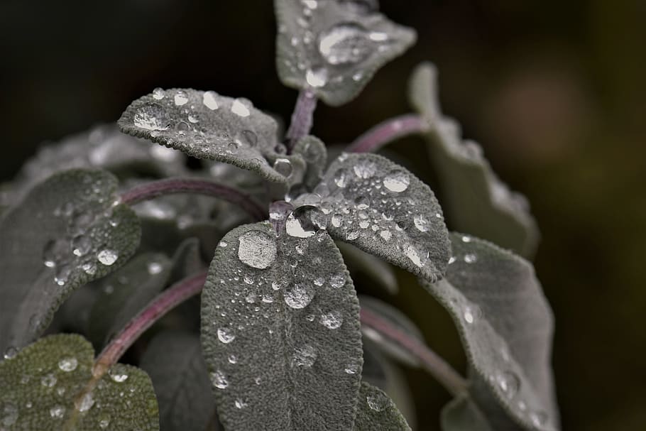 sage, plant, raindrop, dewdrop, green, leaves, garden spice plant HD wallpaper