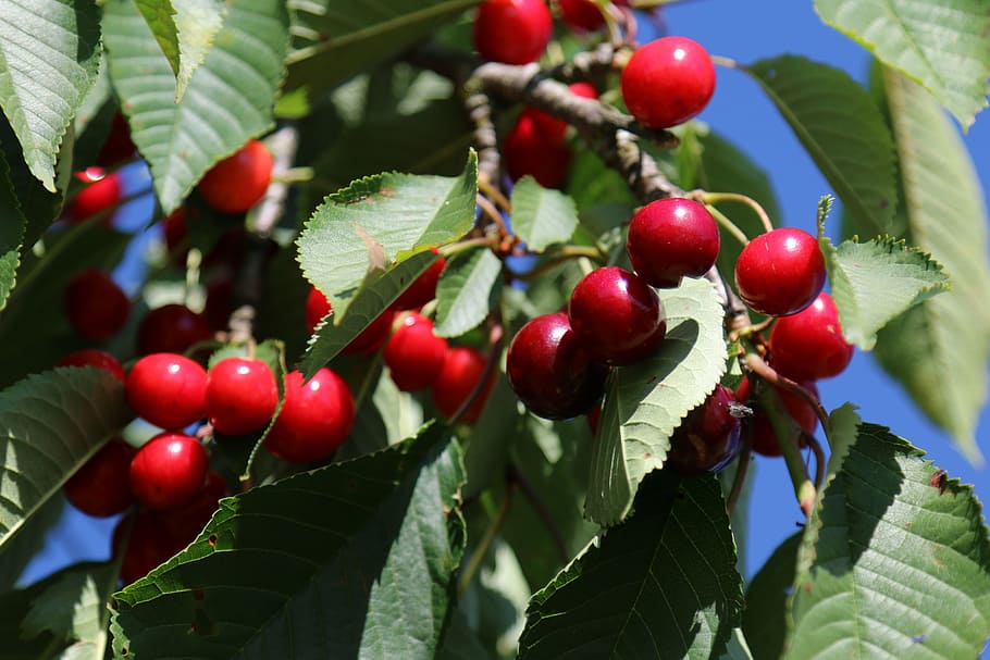 cherries, orchards, lorraine, food and drink, fruit, leaf, plant part HD wallpaper