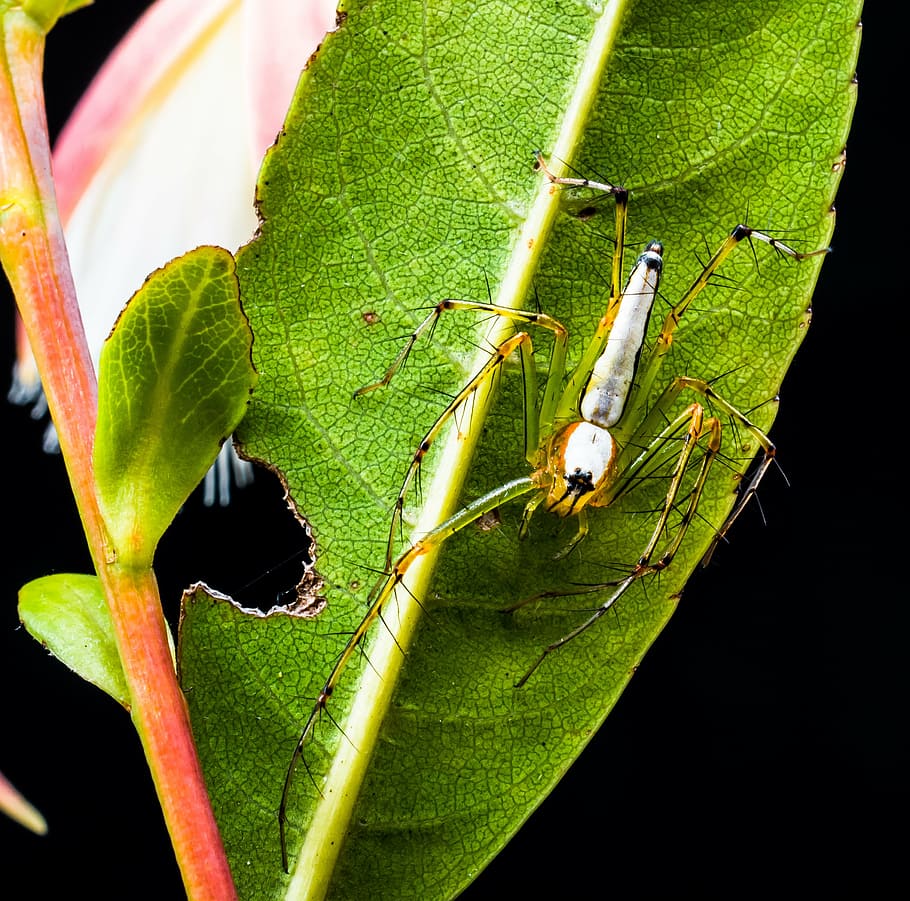 spider, arachnid, insect, close, invertebrate, leaf, plant part HD wallpaper