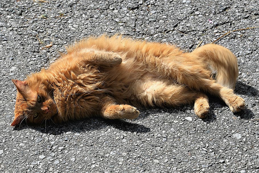 orange cat lies on grey concrete panel, sun, concerns, relax HD wallpaper