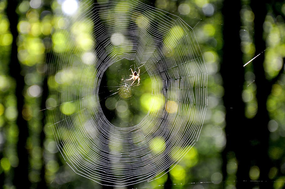 web, autumn, forest, spider web, fragility, close-up, focus on foreground HD wallpaper