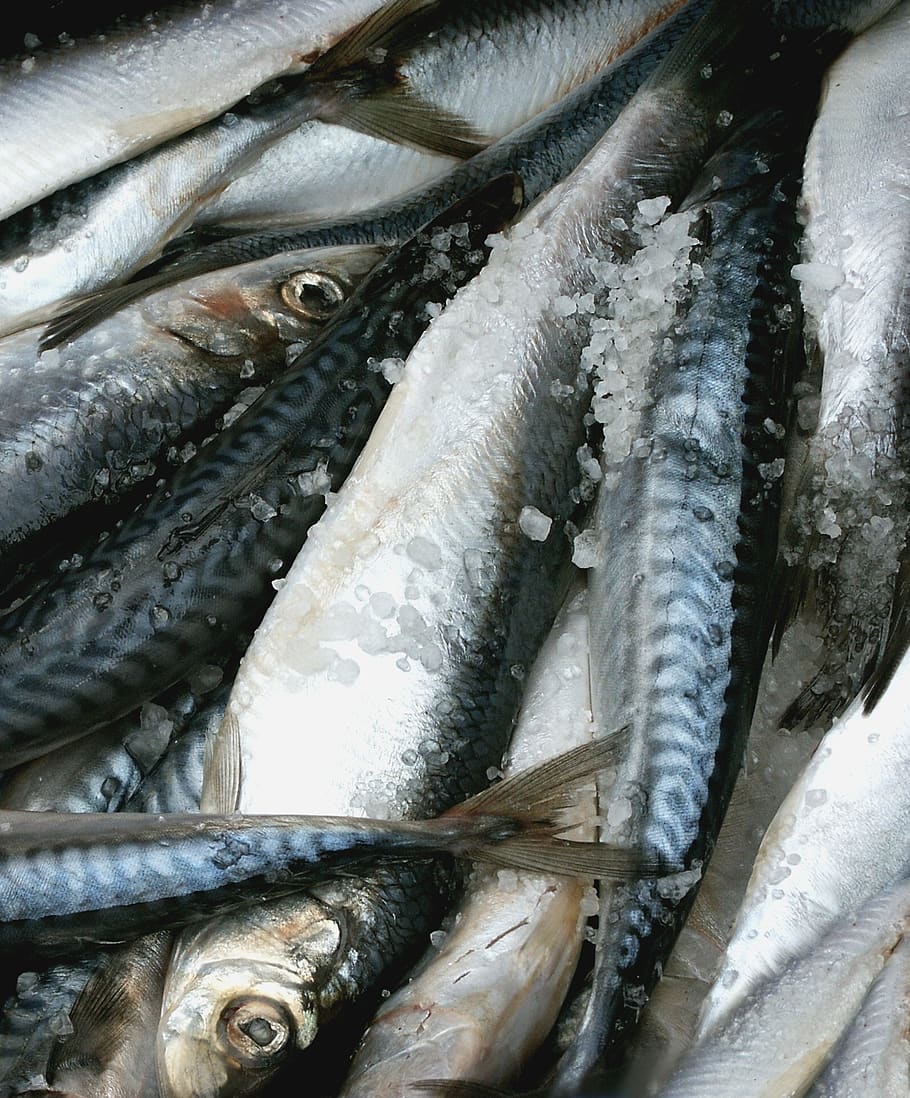 mat, fish, herring, seafood, vertebrate, food and drink, freshness HD wallpaper