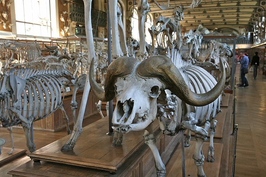 animal skeleton inside museum, skull, biology, white, nature, HD wallpaper