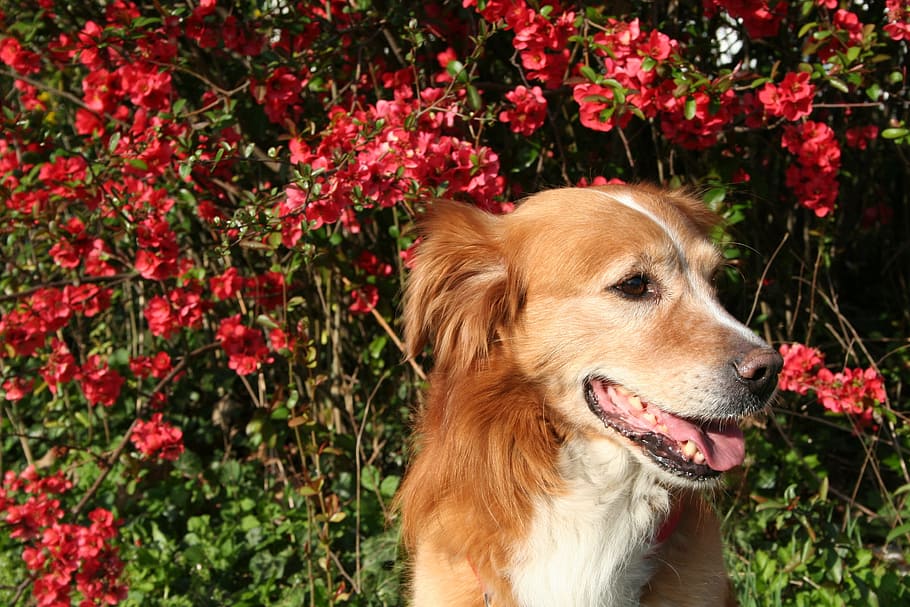 dog, spring, pet, medium, flowers, wildlife photography, close HD wallpaper