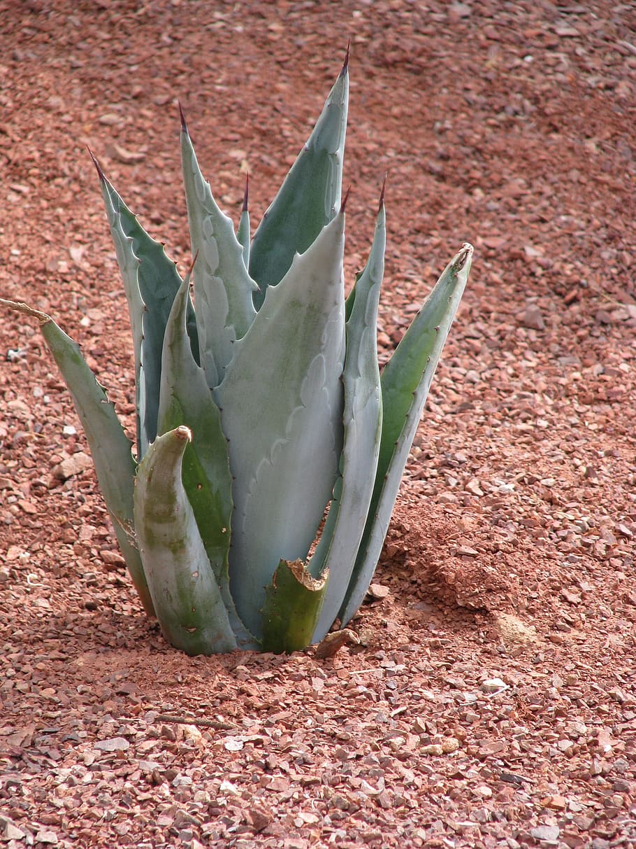Cactus, Leaf, Nature, Desert, Plant, natural, succulent, green HD wallpaper