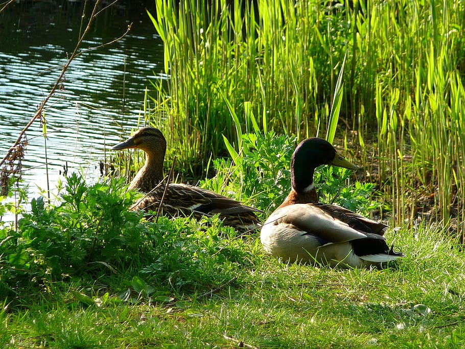 ducks, animals, birds, animal wildlife, vertebrate, animals in the wild HD wallpaper