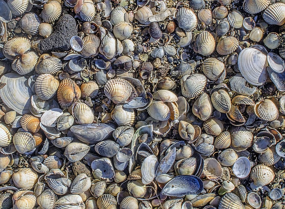 assorted seashells, background, texture, detail, mussels, beach