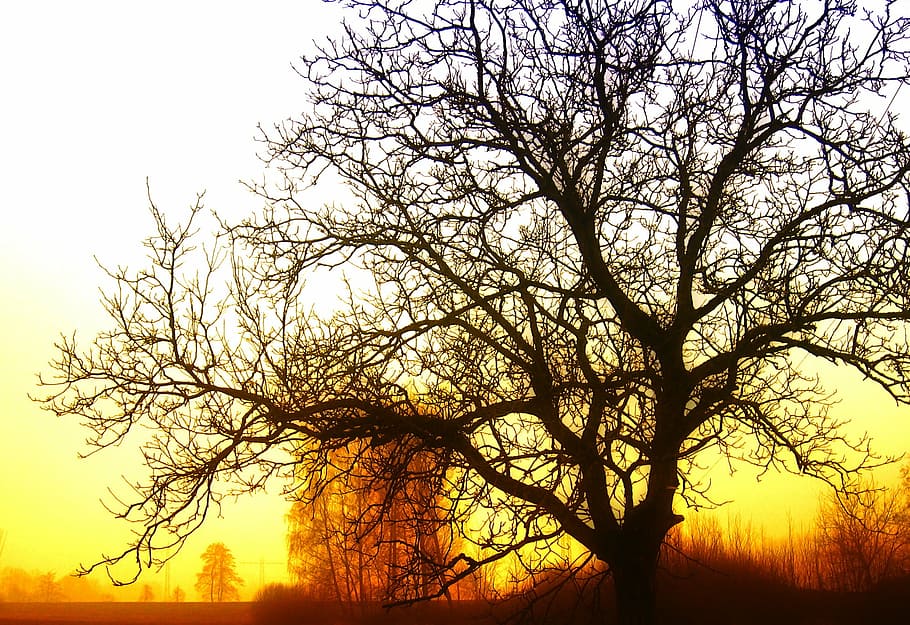 leafless tree, sunrise, light, rays, beautiful, sky, clouds HD wallpaper