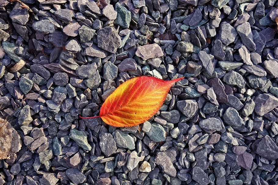 leaf on gray rocks close-up photo, autumn leaf, red, yellow HD wallpaper