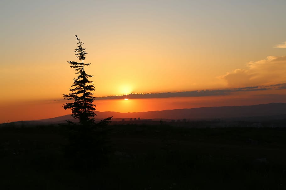 green tree across horizon, sunset, dawn, solar, nature, sky HD wallpaper