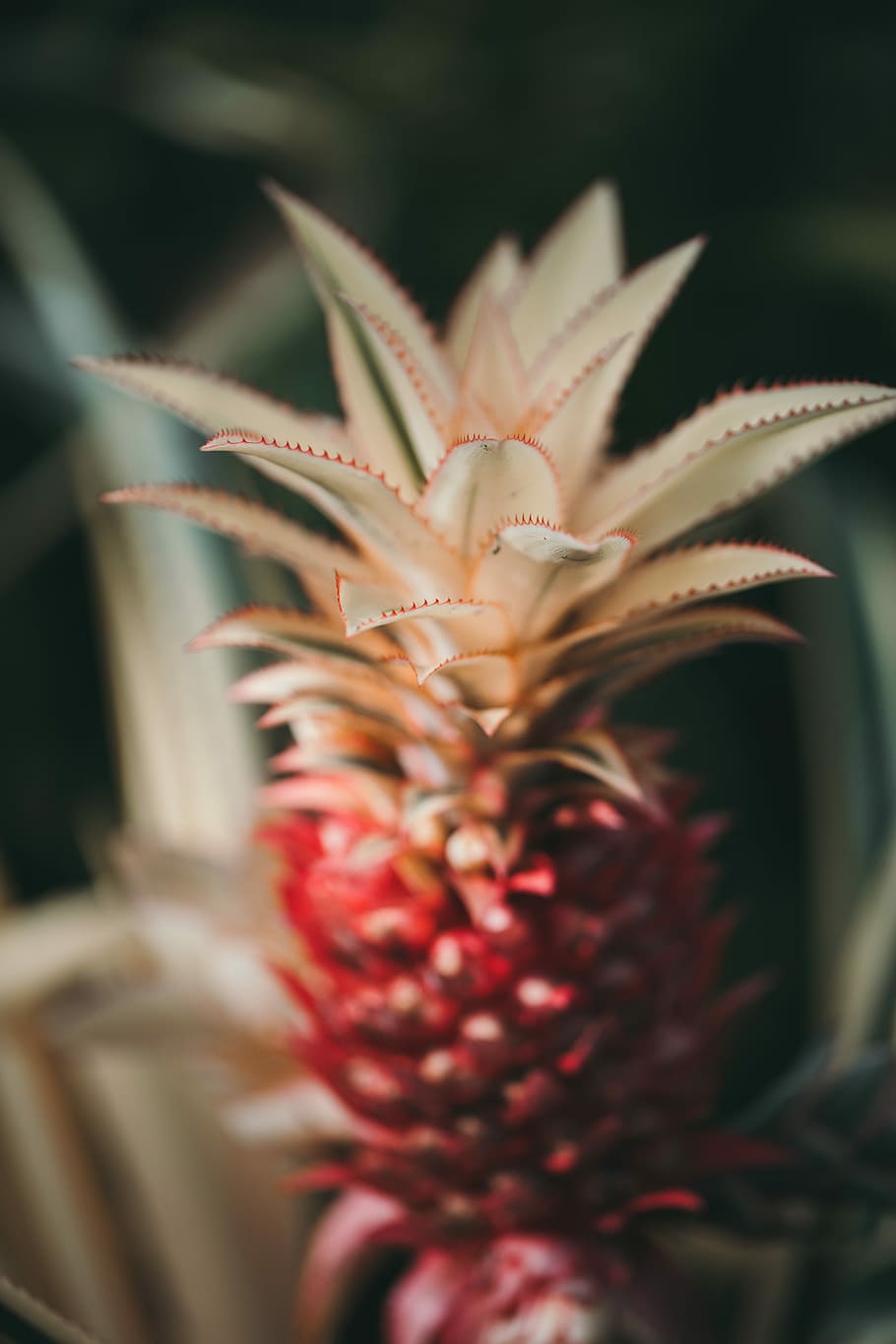 shallow focus photography of red pineapple, selective focus of red pineapple HD wallpaper