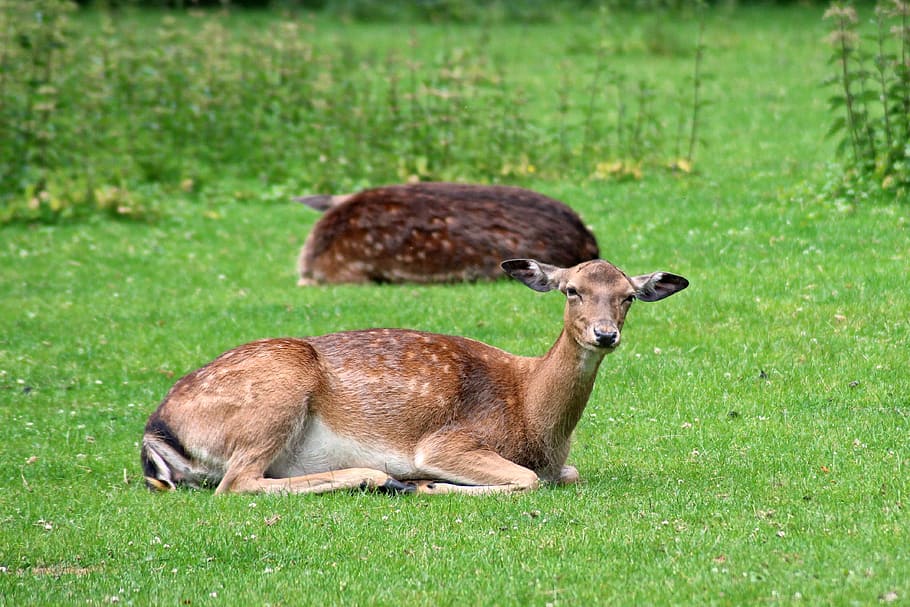 forest, deer, fallow deer, glade, concerns, wild, scheu, nature HD wallpaper