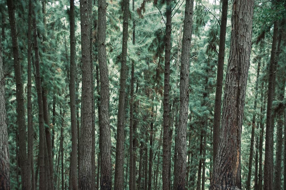 green trees on forest, trunk, woods, nature, tree trunk, woodland HD wallpaper