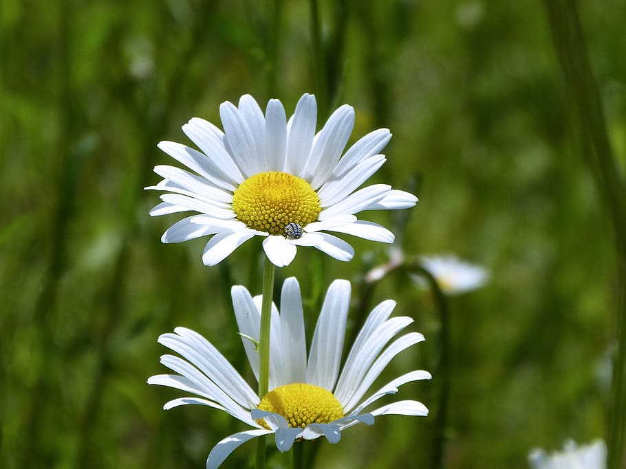 daisy, flower, spring, white, plants, flowering plant, freshness HD wallpaper