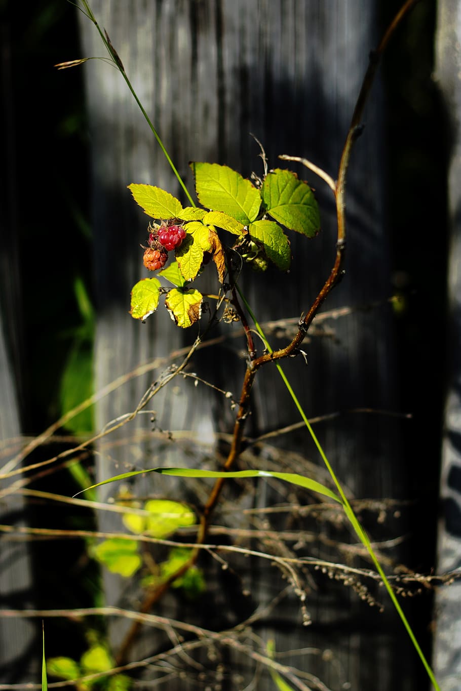 summer, fence, road, raspberry, plant, growth, nature, day HD wallpaper