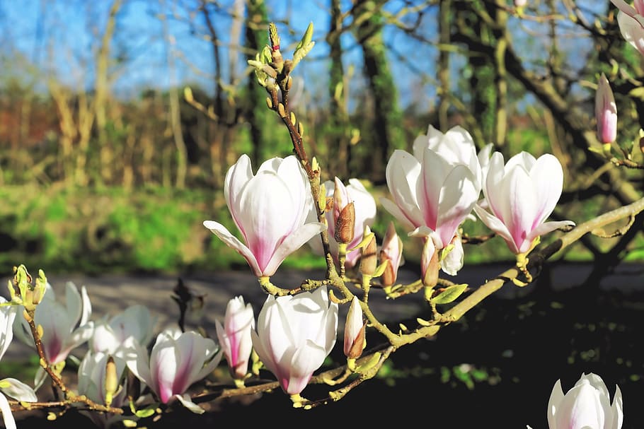 white flowering tree in bloom, magnolia, flowers, spring, frühlingsblüher, HD wallpaper