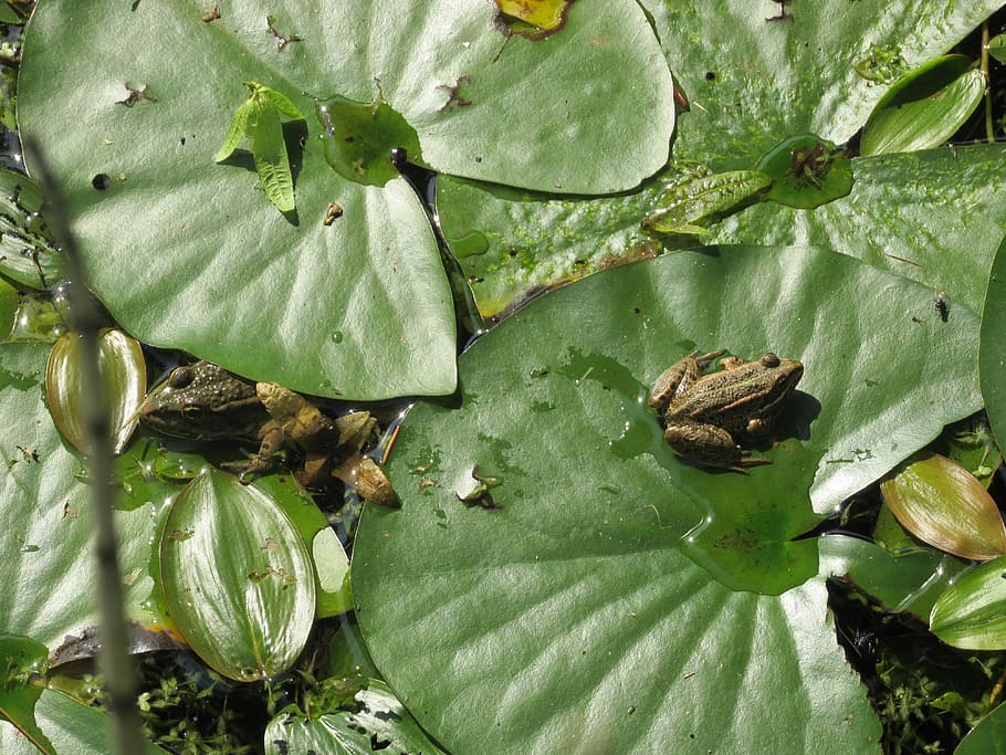 Pond, green, proliferates, green color, leaf, animal themes HD wallpaper