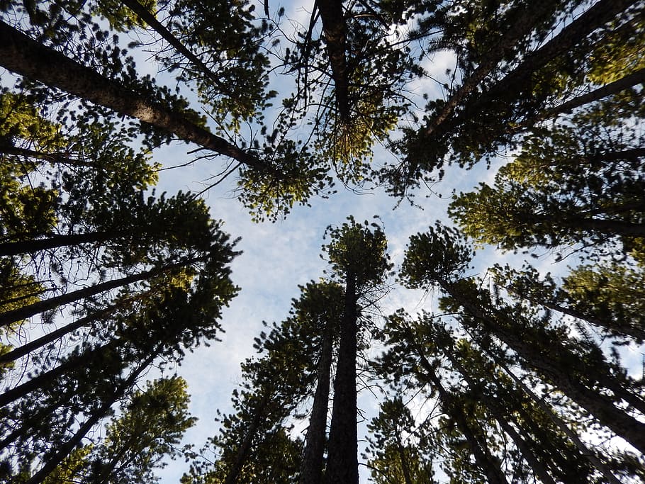 Trees, Nature, Sky, Green, Forest, pine tree, pinaceae, tree trunk HD wallpaper