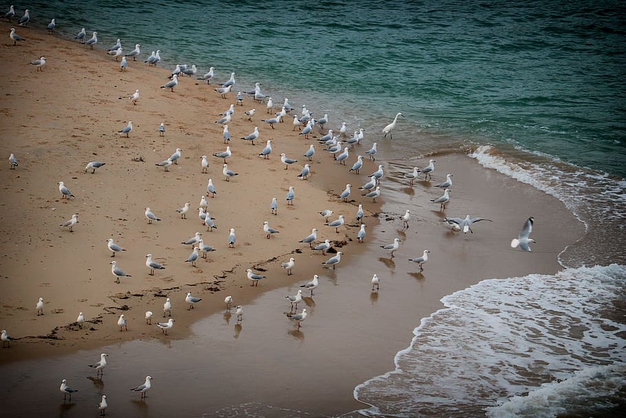 beach, birds, ocean, water, sea, large group of animals, land HD wallpaper