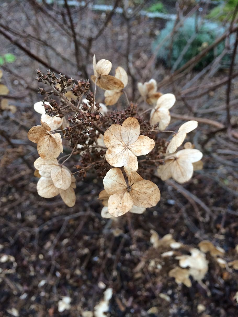 Hydrangea, Winter, Beige, Brown, Faded, nature, flower, fragility HD wallpaper