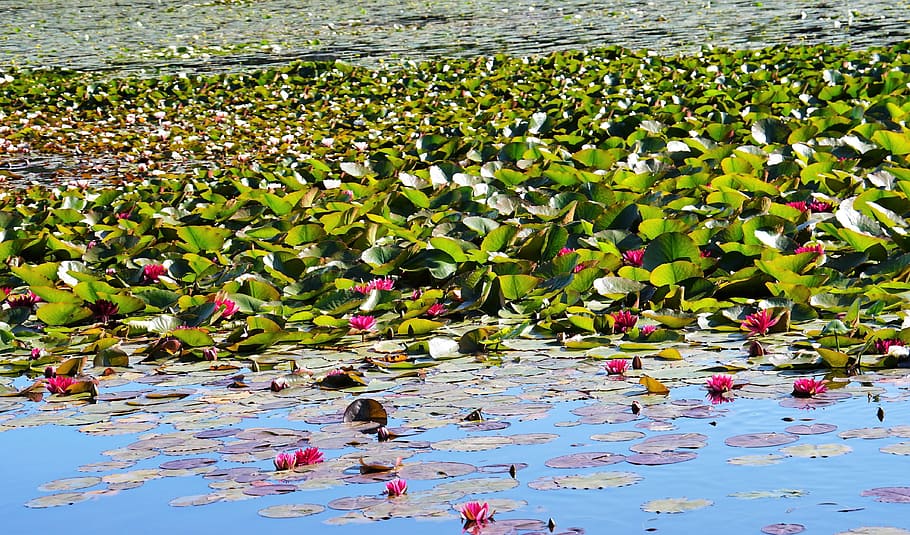 water lilies, red, dust, leaf, plant part, water lily, floating, HD wallpaper