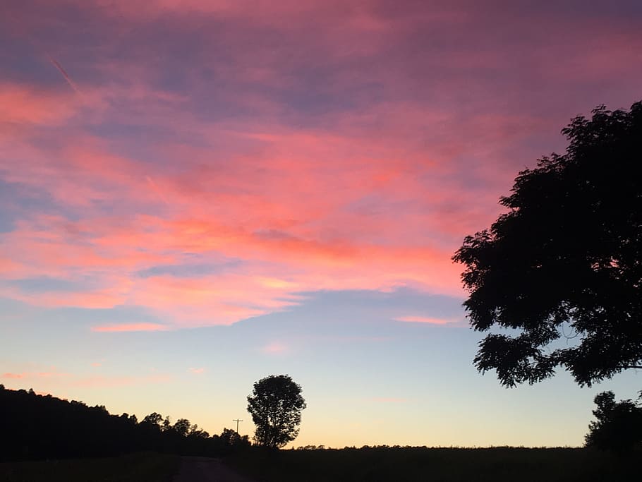 sunset, pink, trees, sky, silhouette, plant, cloud - sky, beauty in nature HD wallpaper