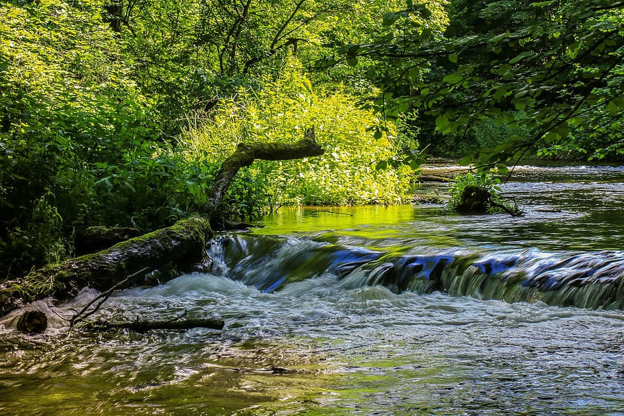 trees beside stream at daytime, river, cascade, water, nature HD wallpaper