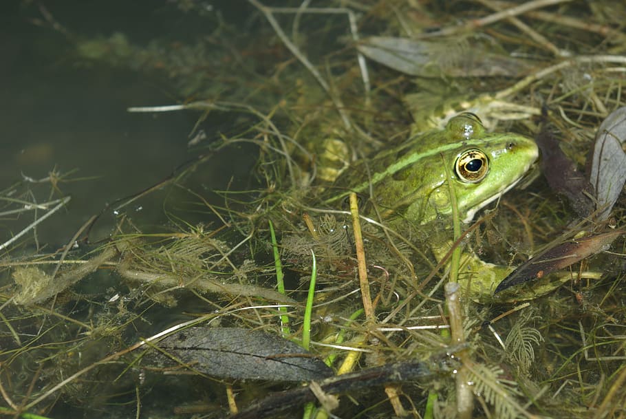 frog, gerardo, amphibian, nature, animal, wildlife, pond, green Color HD wallpaper